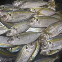 Gambar ikan laut selar 500gr segar dari WONG MADION SAMARINDA undefined 1 Tokopedia