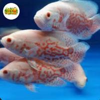 Gambar Ikan Oscar Tiger Albino ±14-16cm dari JEVIN PETSHOP undefined 1 Tokopedia