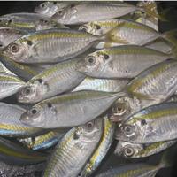 Gambar ikan laut selar 500gr segar dari WONG MADION SAMARINDA undefined 2 Tokopedia