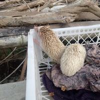 Gambar landak mini anakan, indukan, sepasang. dari zaditanimale undefined 3 Tokopedia