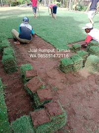 Gambar Harga Rumput Jepang Ponorogo Permeter dari rumputgajahmini undefined 2 Tokopedia