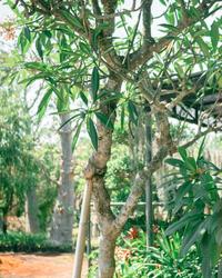 Gambar Tanaman pohon jepun cendana dari WANA FLOWER NURSERY undefined 1 Tokopedia