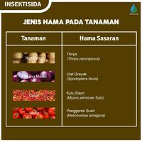 Gambar Insektisida - Mahakam Rejoso Gold 400/30 SC (100 ml)– Pengendali Hama Pada Tanaman Bawang Merah dari BOTOSTORE12 undefined 4 Tokopedia