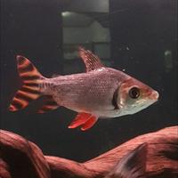 Gambar Ikan RFF Red Feifeng uk -+17 cm dari bhontot fish undefined 3 Tokopedia