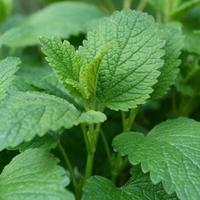 Gambar 30 Benih Herba Lemon Balm Bibit Herb Mint Tanaman Sayuran Obat Herbal Melissa Unggul Berkualitas - MINT LEMON BALM dari NEGARA DAUN undefined 4 Tokopedia