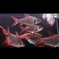 Gambar Ikan RFF Red Feifeng uk -+17 cm dari bhontot fish undefined 1 Tokopedia