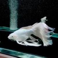 Gambar Ikan Koi SB Butterfly Hudielong Platinum bulet Grade A Impor - 7-9 CM dari Super Koi Nusantara undefined 5 Tokopedia