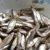 Gambar ikan wader /paray crispy 1/2 kg (500 gram) - original dari AasJamil undefined 2 Tokopedia