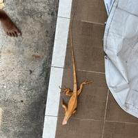 Gambar iguana albino / red albino juve awal dari arrow reptile undefined 2 Tokopedia