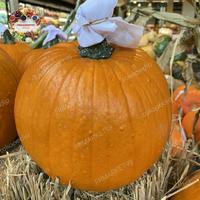 Gambar Pumpkin Hallowen Orange Jumbo | Labu Hallowen Besar | 1 pcs dari FRMARKET99 undefined 1 Tokopedia