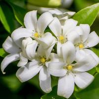 Gambar Tanaman Melati Jamine / Melati Puspa Bangsa ORI / Melati Jasmine Asli / Jasminum sambac dari Rocketfield Plantary undefined 2 Tokopedia