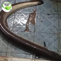Gambar Ikan Sidat Hidup Jakarta 1 Kilogram - Isi 3-5 ekor dari PASAR SEGAR CIPULIR undefined 1 Tokopedia