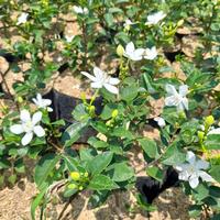 Gambar Tanaman Melati Jamine / Melati Puspa Bangsa ORI / Melati Jasmine Asli / Jasminum sambac dari Rocketfield Plantary undefined 5 Tokopedia