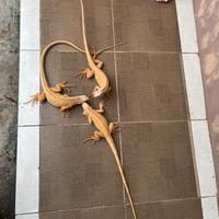 Gambar iguana albino / red albino juve awal dari arrow reptile undefined 1 Tokopedia