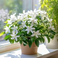 Gambar Tanaman Melati Jamine / Melati Puspa Bangsa ORI / Melati Jasmine Asli / Jasminum sambac dari Rocketfield Plantary undefined 1 Tokopedia