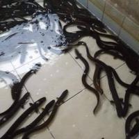 Gambar Ikan Sidat Hidup Besar Jabodetabek 1 kilogram - 1kg up 1 ekor dari IKAN SEGAR SRIRIZKI undefined 1 Tokopedia