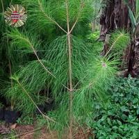 Gambar pohon pinus 2meteran (jual partai) dari florist- undefined 1 Tokopedia