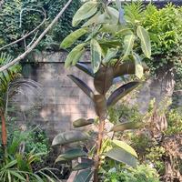 Gambar pohon tanaman karet kebo hitam dari pohonan hoqyan undefined 1 Tokopedia