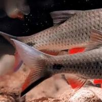 Gambar ikan red cheeck barb pipi merah derbang javaen tankmate kolam - 14-15cm dari Natureside Aquatic undefined 3 Tokopedia