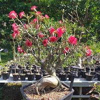 Gambar Adenium Grafting Jumbo dari Bonkulon Adenium undefined 2 Tokopedia