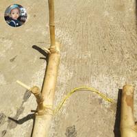 Gambar bambu petuk asli seumur hidup dari pusaka leluhur alam undefined 4 Tokopedia