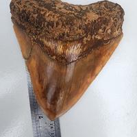 Gambar fosil gigi hiu megalodon indonesia dari Gemstone Everyday undefined 2 Tokopedia