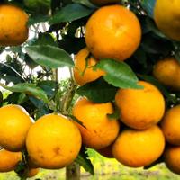 Gambar Jeruk RGL size AB (Besar 4-5 Buah/ Kg) - 1Kg dari Cortheus undefined 2 Tokopedia