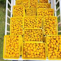 Gambar Jeruk RGL size AB (Besar 4-5 Buah/ Kg) - 1Kg dari Cortheus undefined 3 Tokopedia