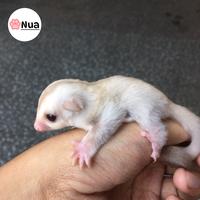 Gambar sugar glider creamino joey jinak murah - Jantan dari nua petshop undefined 5 Tokopedia