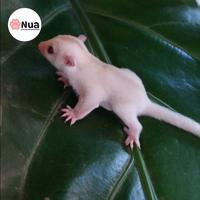 Gambar sugar glider creamino joey jinak murah - Jantan dari nua petshop undefined 2 Tokopedia