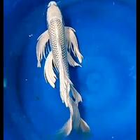 Gambar ikan koi slayer gin matsuba 38-40cm dari LIM AQUATIC Medan undefined 1 Tokopedia