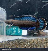 Gambar Ikan channa andrao kualitas premium grade A gondrong sadis - 7-8 CM dari Super Koi Nusantara undefined 4 Tokopedia