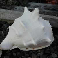 Gambar cangkang kerang jabrik jumbo - XL dari Ren celuler undefined 3 Tokopedia