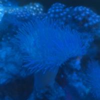 Gambar payungan frag dari PaLg.Toko Marine undefined 3 Tokopedia
