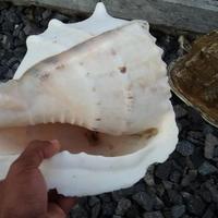 Gambar cangkang kerang jabrik jumbo - XL dari Ren celuler undefined 2 Tokopedia