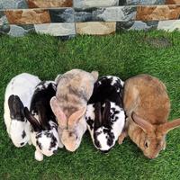 Gambar kelinci rex  usia 2 bulan dari pace rabbit 2 undefined 1 Tokopedia