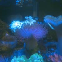 Gambar payungan frag dari PaLg.Toko Marine undefined 4 Tokopedia