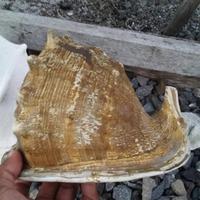 Gambar cangkang kerang jabrik jumbo - XL dari Ren celuler undefined 5 Tokopedia