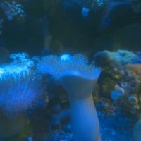 Gambar payungan frag dari PaLg.Toko Marine undefined 5 Tokopedia