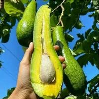 Gambar Bibit Alpukat Kelud 1 Meter Up Batang Besar Siap Berbuah dari Kampung Bibit Tani undefined 3 Tokopedia