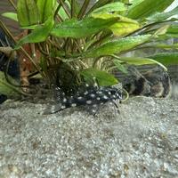 Gambar Pleco L471 White Spotted Dwarf dari Black River Animals undefined 4 Tokopedia