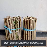 Gambar Jual 100 Batang Bibit Singkong Papua Telo Papua Kwalitas Terjamin panjang 30 cm Serat Merah dari BBStore57 undefined 5 Tokopedia