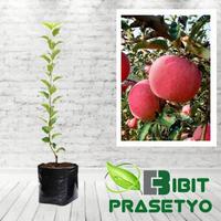 Gambar Bibit Apel Fuji Original dari prasetyo bibit undefined 1 Tokopedia
