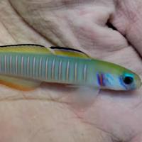 Gambar ikan hias laut roket Zebra dari Aqila aquatic undefined 1 Tokopedia