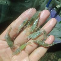 Gambar pakan ikan udang sawah hidup per bungkus dari raffa aquarium design undefined 1 Tokopedia