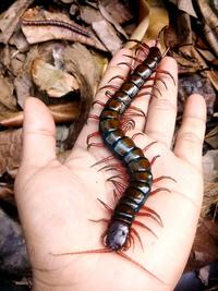Gambar Pakan Hidup Lipan kelabang Size 7-20 cm isi 5 Ekor pakan Chana Arwana Murai - 7-9 cm dari JN AQUARIUM undefined 1 Tokopedia