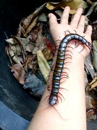 Gambar Pakan Hidup Lipan kelabang Size 7-20 cm isi 5 Ekor pakan Chana Arwana Murai - 7-9 cm dari JN AQUARIUM undefined 2 Tokopedia