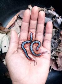 Gambar Pakan Hidup Lipan kelabang Size 7-20 cm isi 5 Ekor pakan Chana Arwana Murai - 7-9 cm dari JN AQUARIUM undefined 5 Tokopedia