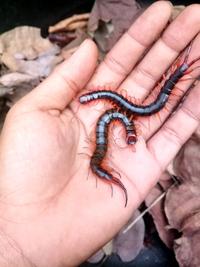 Gambar Pakan Hidup Lipan kelabang Size 7-20 cm isi 5 Ekor pakan Chana Arwana Murai - 7-9 cm dari JN AQUARIUM undefined 4 Tokopedia