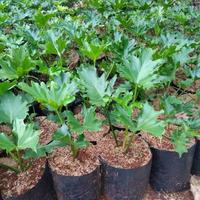 Gambar tanaman huas vilo dendrum dari widia flowra undefined 1 Tokopedia
